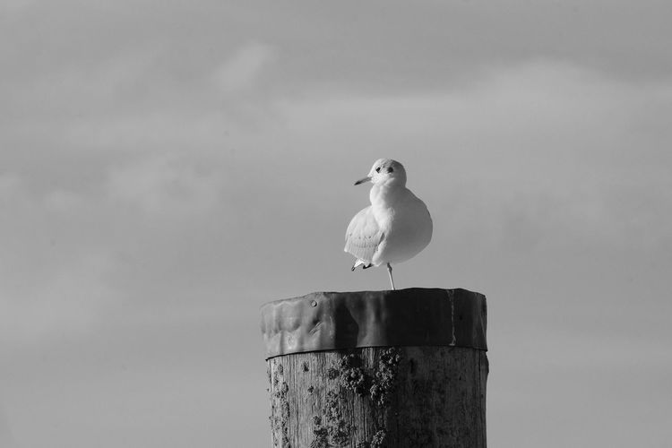 Seagull on a post