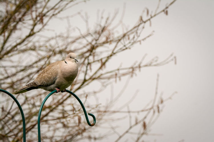 Close-up of collared dove perching on branch