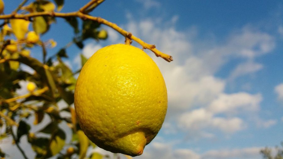 Low angle view of lemon growing on tree against sky