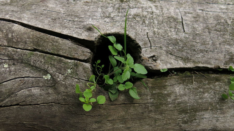 High angle view of plant growing on wood