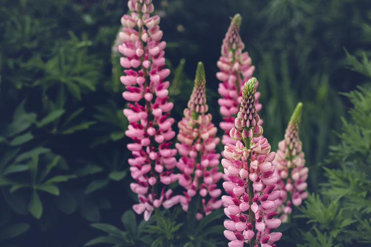 Summer background with blooming bright pink lupine flowers. beautiful nature scene. moody bold color