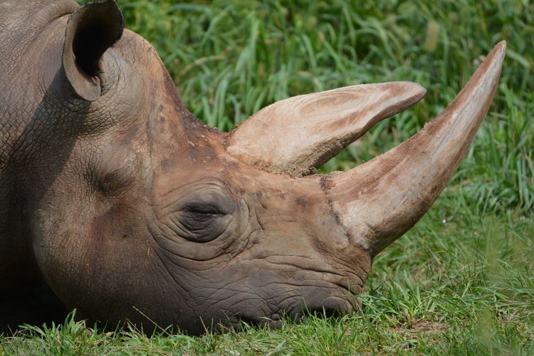 Close-up side view of rhinoceros