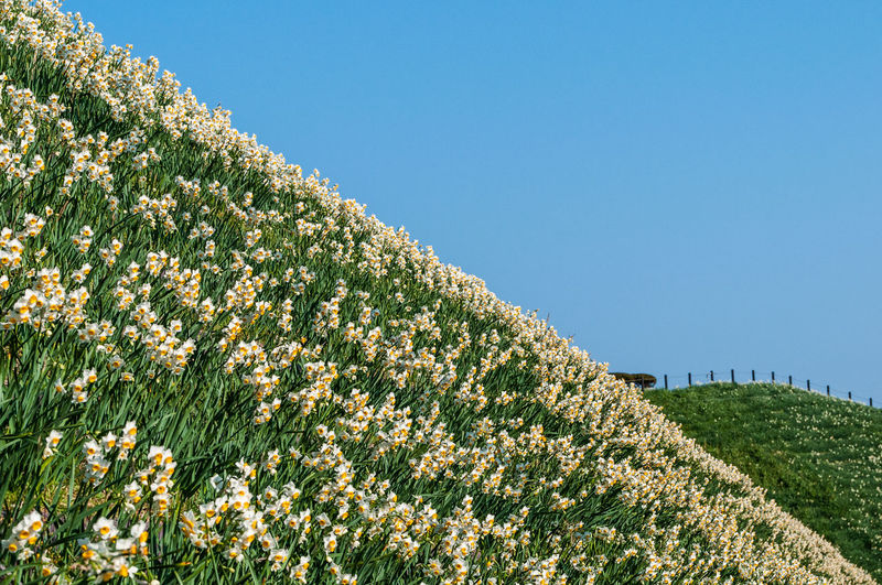 Low angle view of flowering plants on field against clear sky
