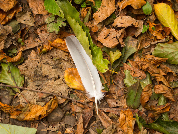 White feather among autumn leaves 