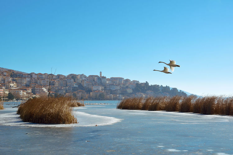 Kastoria with frozen lake and two swans flying in the blue sky
