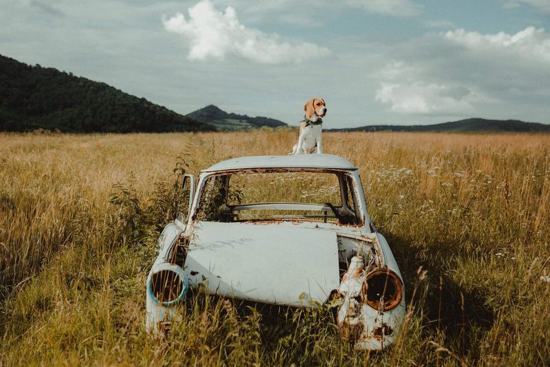 Abandoned car on field against sky an a beagle dog sitting on it