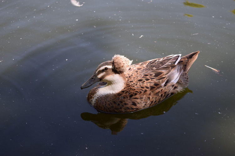 High angle view of mallard duck swimming in lake on sunny day