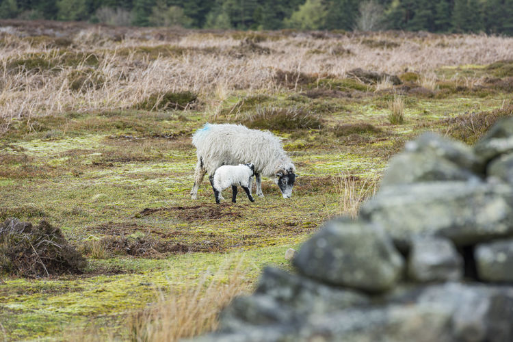 Sheep grazing in a field