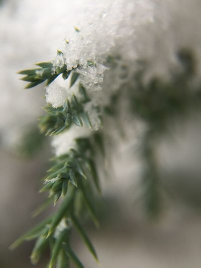 Close-up of white flowers