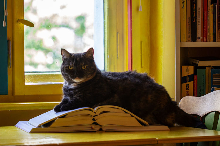 Cat sitting on a book at home