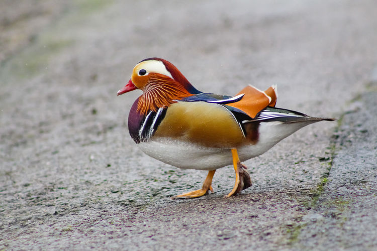 Mandarin duck on footpath