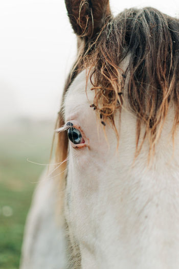 Horse's blue eye