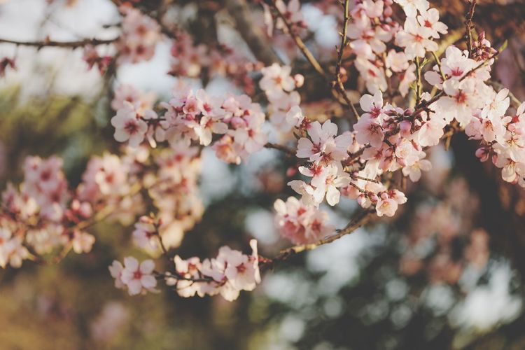 Almond blossoms on mallorca-close up