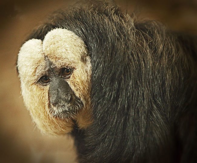Portrait of white faced saki monkey