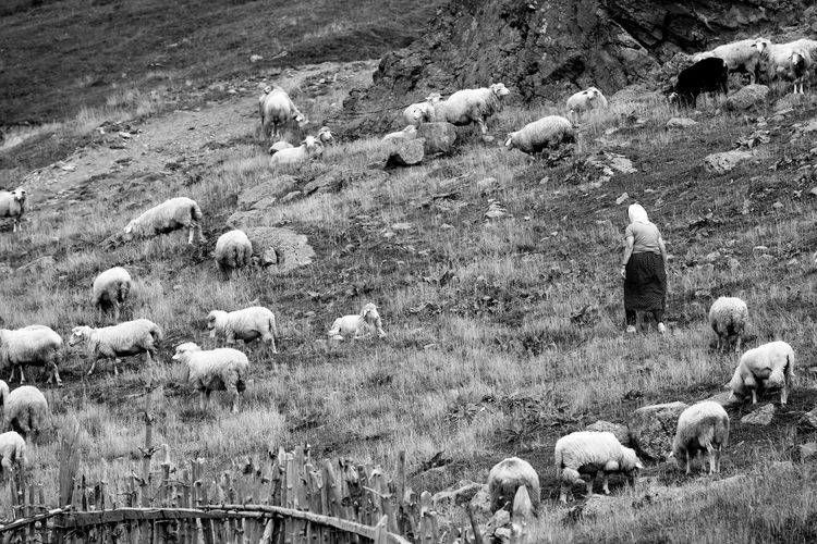 Flock of sheep grazing in field