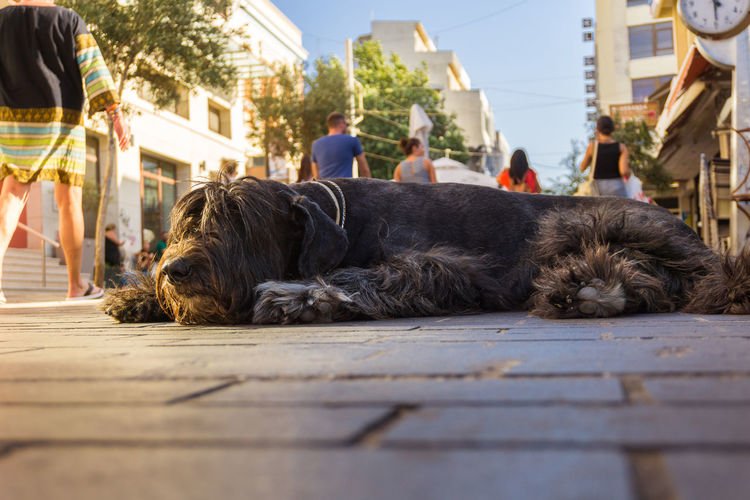 Dog lying down in front of building