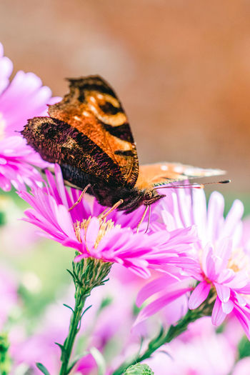 Close-up of butterfly on pink flower
