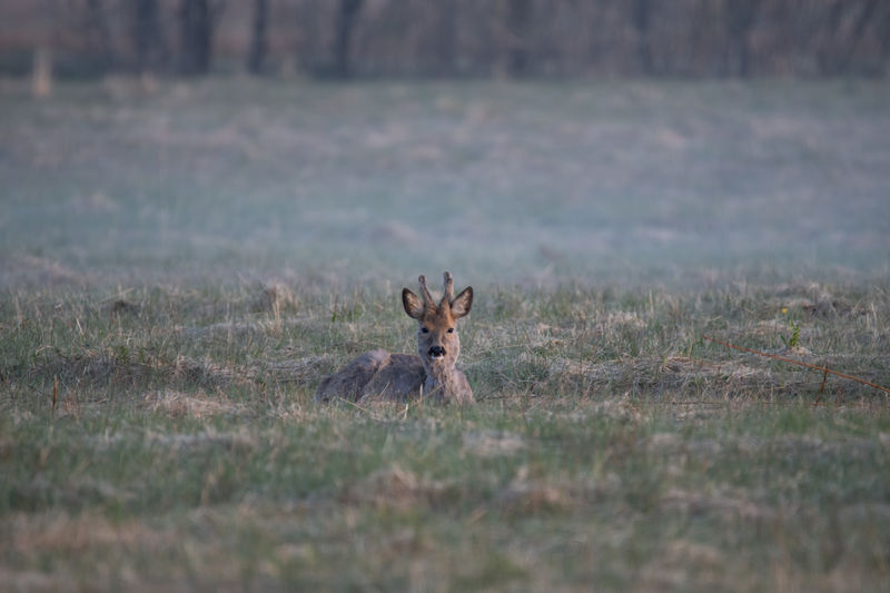 Portrait of deer on field
