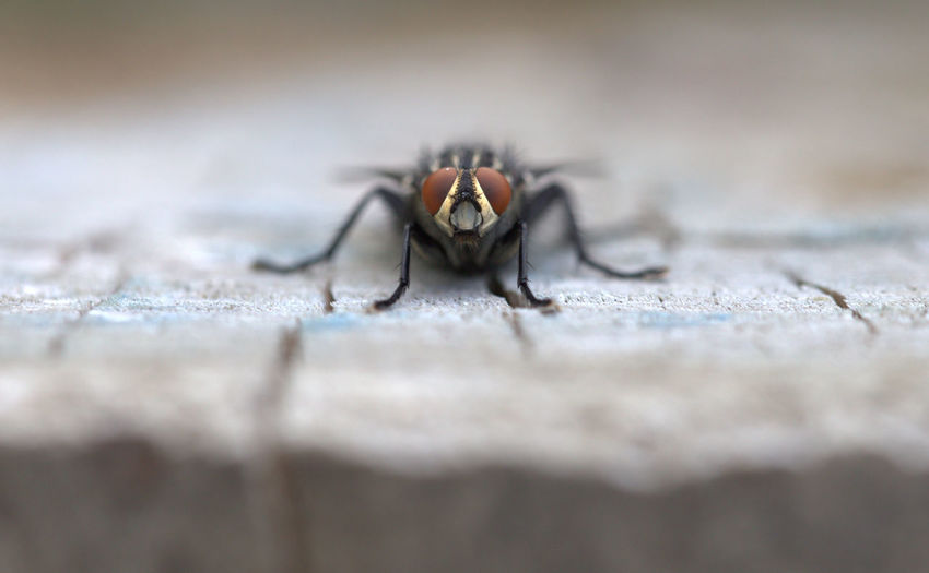 Close-up of fly on wall