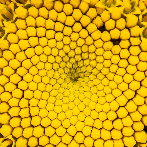 Full frame shot of pollen