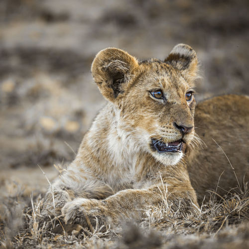 Lion cub in forest