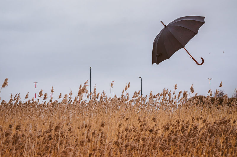 A black umbrella is flying in the sky over the field. autumn landscape with wheat in the rain 