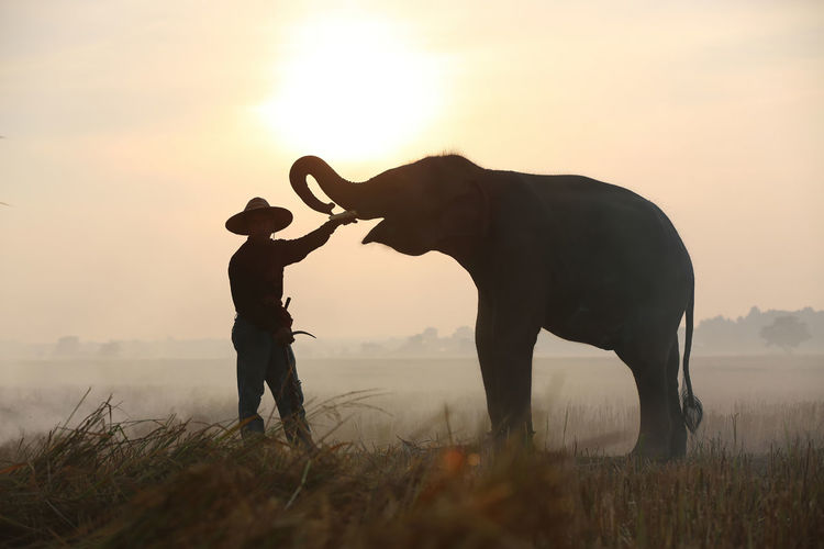 Silhouette man feeding elephant against sky during sunrise