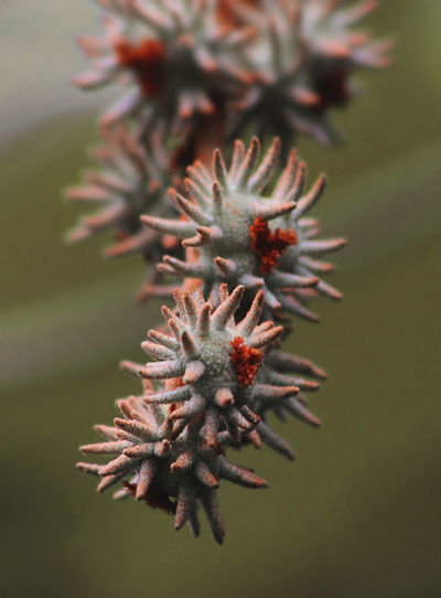 Close-up of a plant
