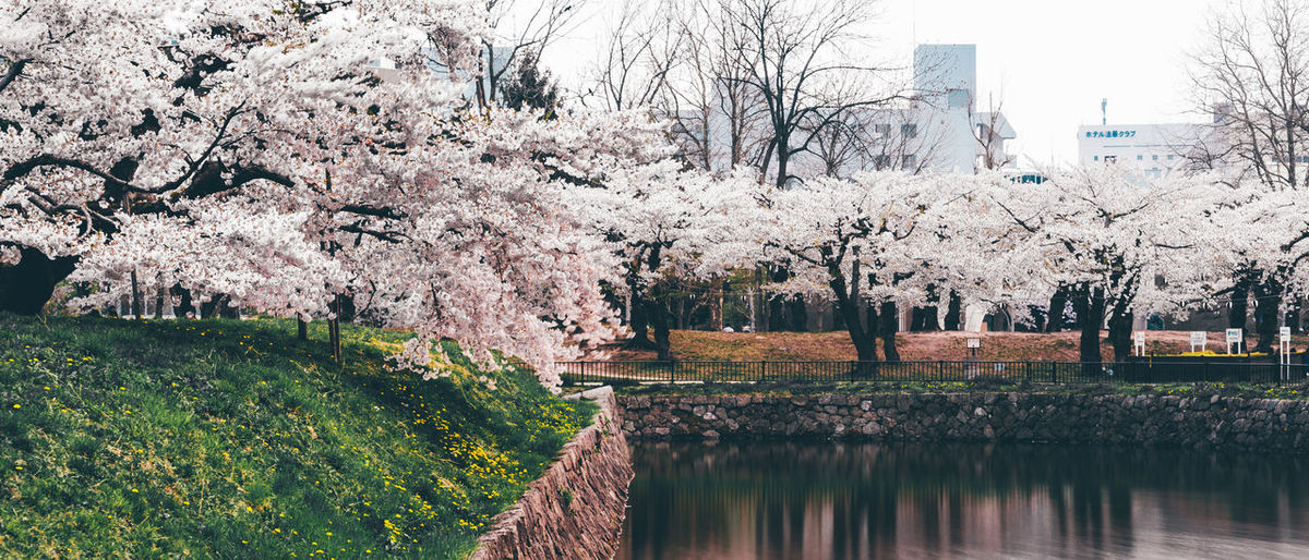 View of cherry blossom tree in canal