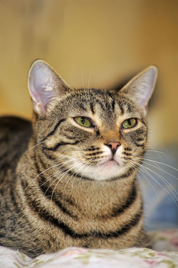 Close-up portrait of a cat