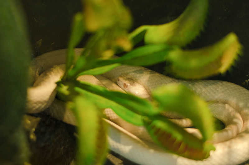 Close-up of fish