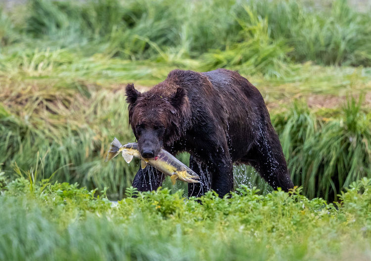 View of an animal on grass