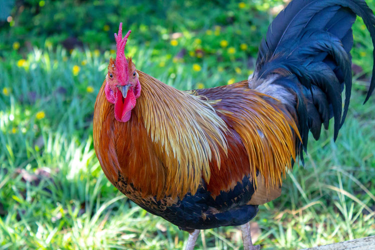 Close-up of rooster on field