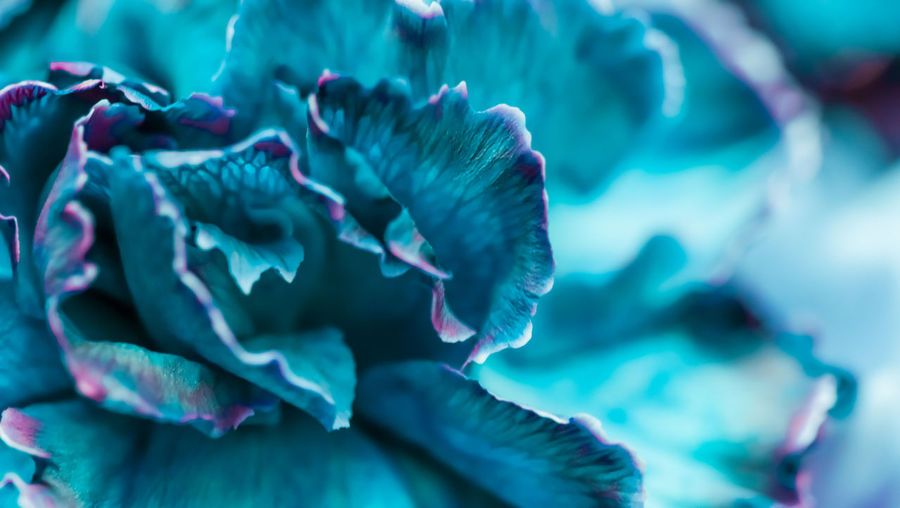 Extreme close-up of blue flower