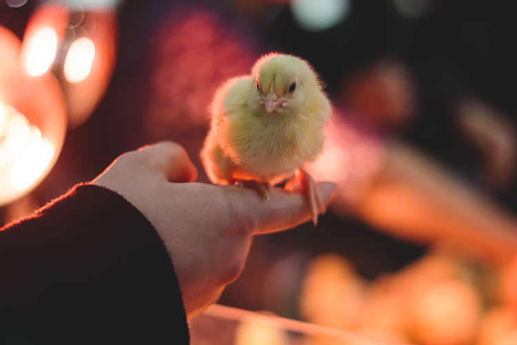 Close-up of hand holding chicken
