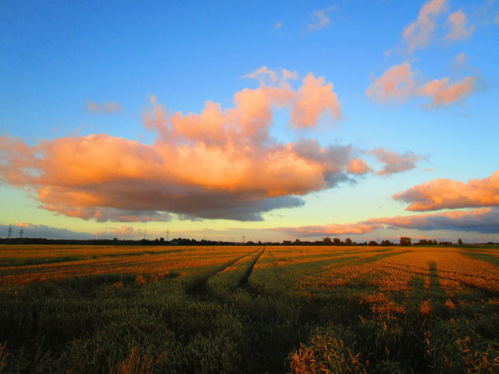 Scenic view of field against sky during sunset