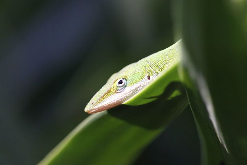 Close-up of gecko on leaf