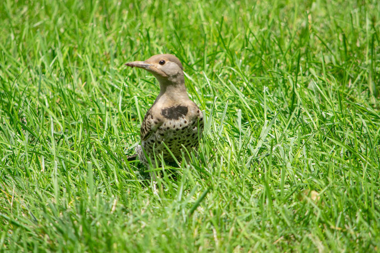 View of a bird on grass