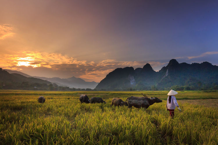 Woman standing in farm against mountains during sunset