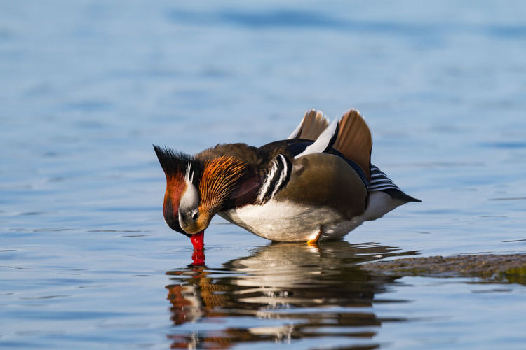Close-up of mandarin duck drinking water in lake