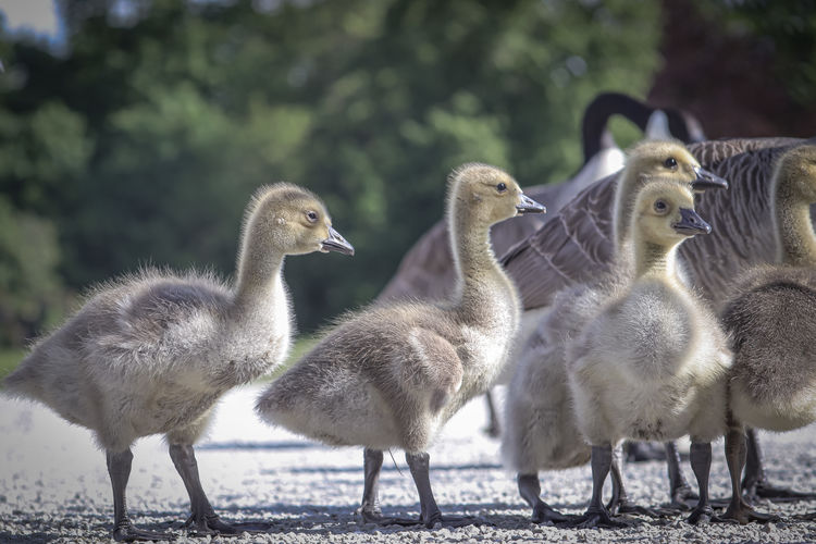 Young geese in the park 