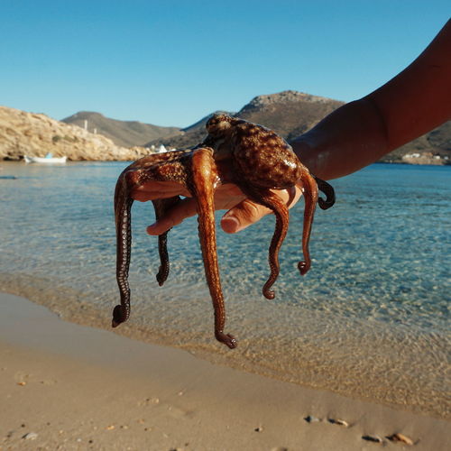 Cropped hand of person holding octopus at beach