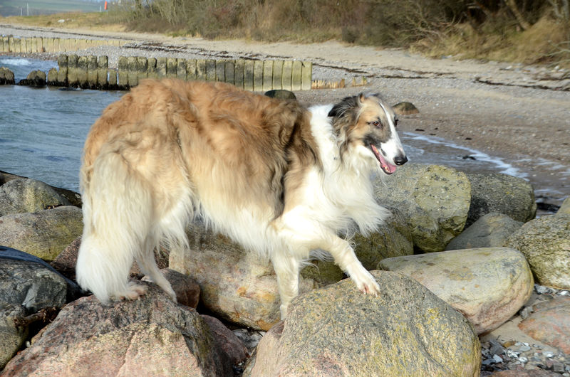 View of dog on rock