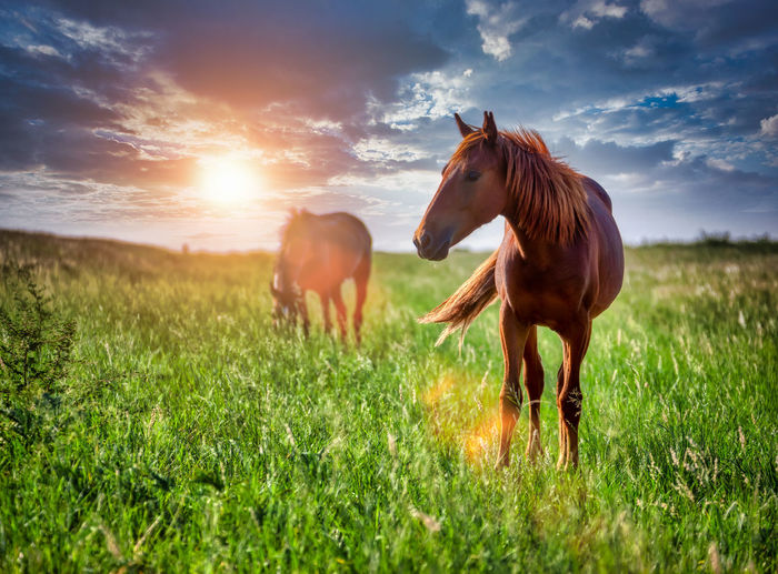 Horses on a field