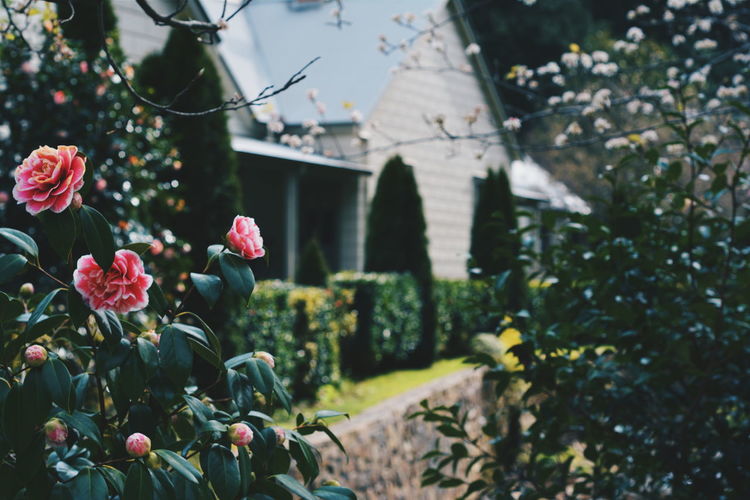 Close-up of pink roses growing outdoors