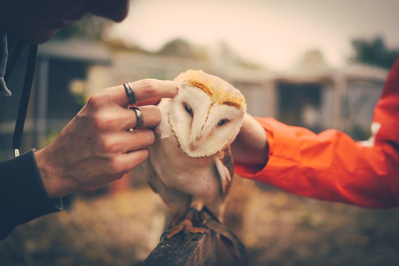 Cropped image of hands touching owl