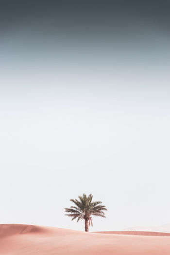 Palm tree on land against clear sky
