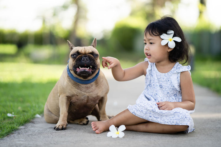 Cute french bulldog sitting with girl at park.