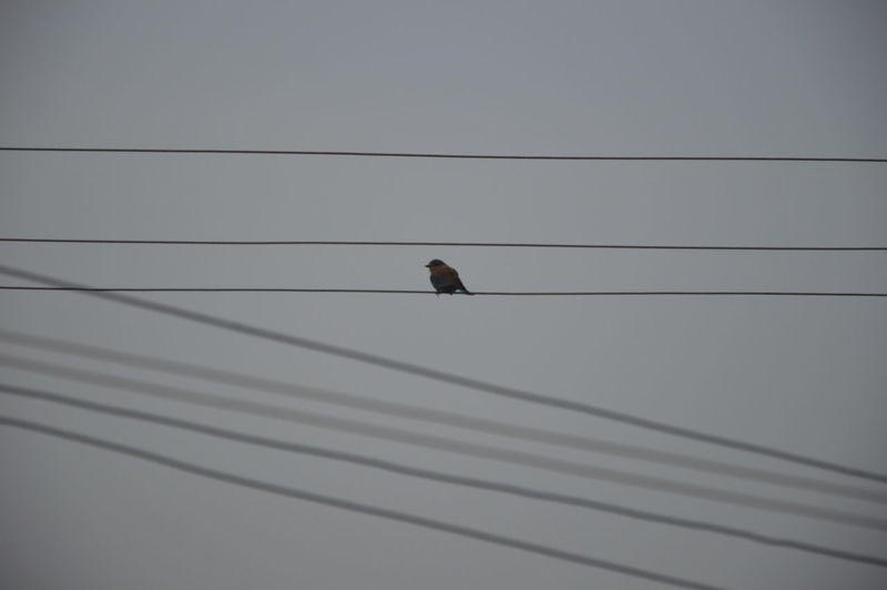 Low angle view of bird perching on power cable against sky