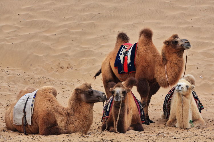 1033 bactrian camels for tourist rides. badain e.lake-badain jaran area gobi desert-nei mongol-china